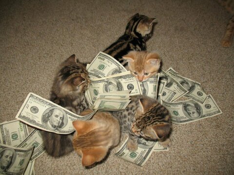 cash kittens